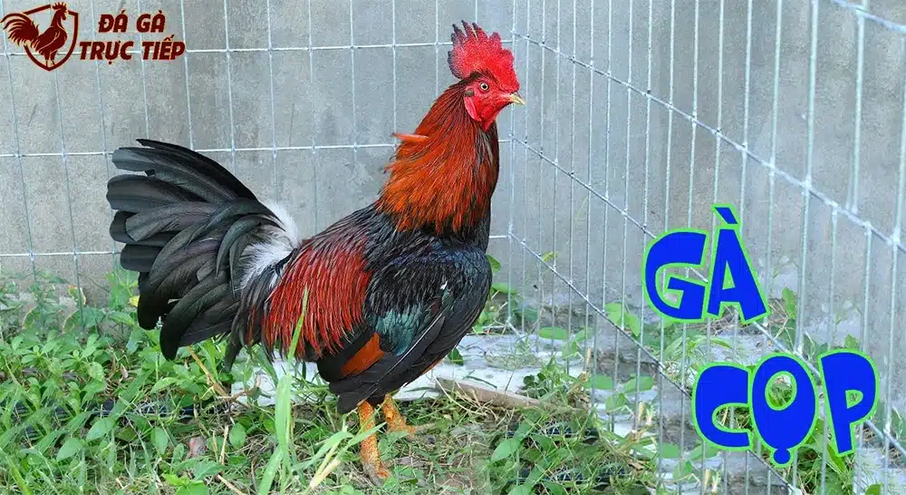 gà cọp