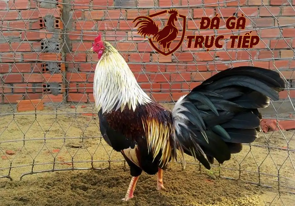 mộ số Bí Quyết Chọn Gà Đá Đúng Phong Thủy
