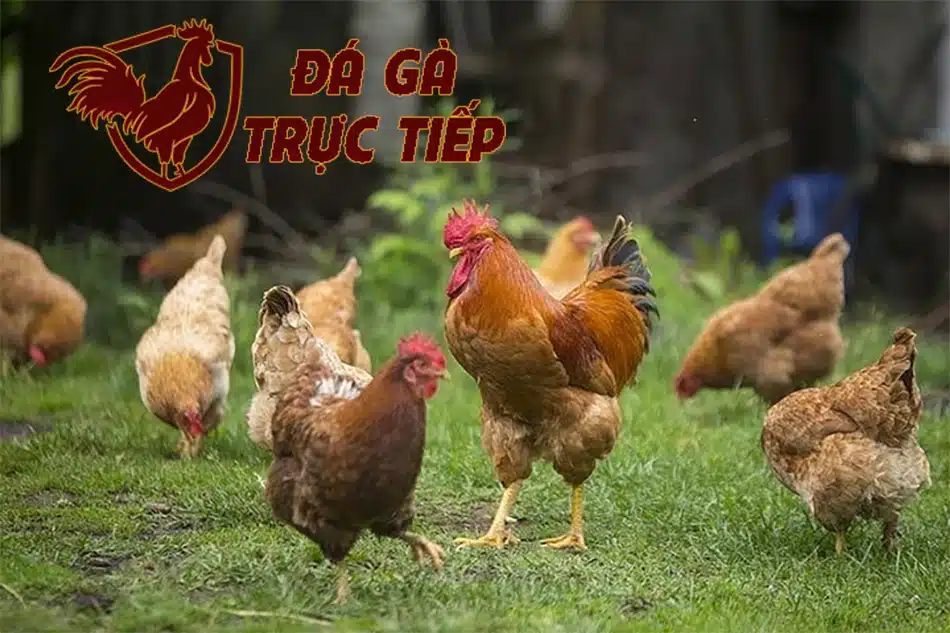 một số Các Biện Pháp Phòng Bệnh ORT Cho Đàn Gà Hiệu Quả