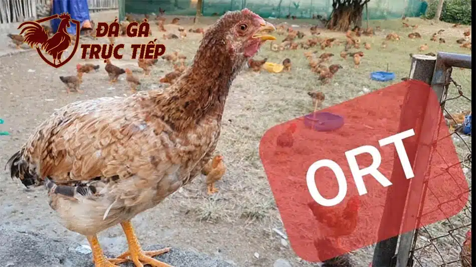 hfdx Các Phương Pháp Điều Trị Bệnh ORT
