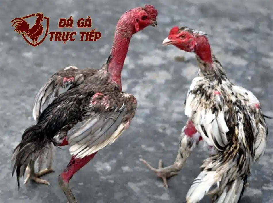 Tìm hiểu khái niệm vần gà