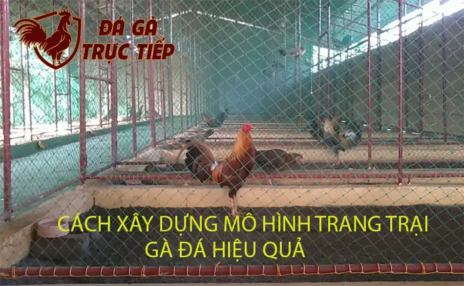 các Cách xây dựng mô hình trang trại gà đá hiệu quả hfdx