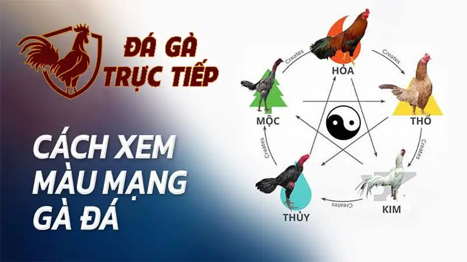 hướng dẫn Cách Xem Màu Mạng Gà Đá Chuẩn Xác