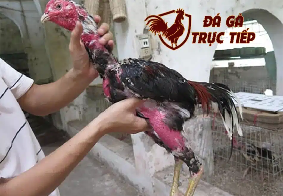 Chăm sóc gà đá sau khi vần