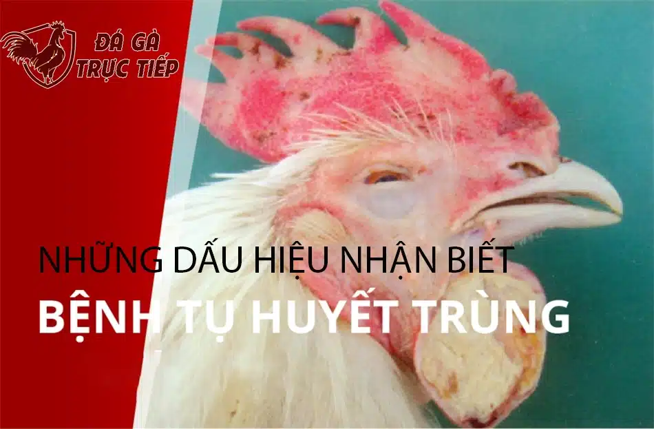 những Dấu hiệu nhận biết gà bị bệnh tụ huyết trùng