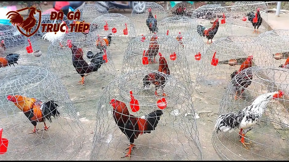 những Mô hình trang trại gà đá thân thiện môi trường hfdx