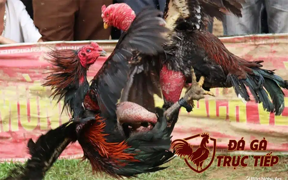 Lưu ý quan trọng khi vần gà