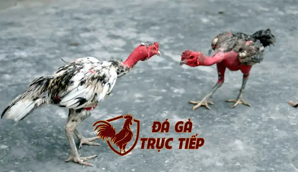 Các giai đoạn vần gà cơ bản
