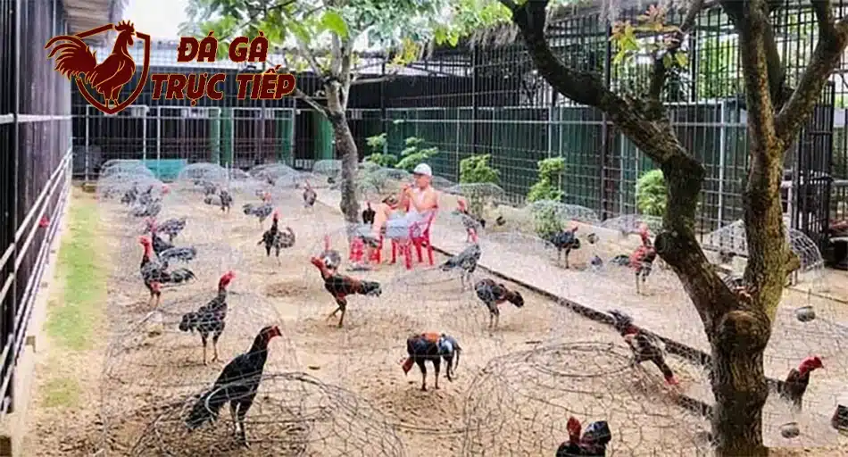 cách Quản lý trang trại gà đá hiệu quả hfdx