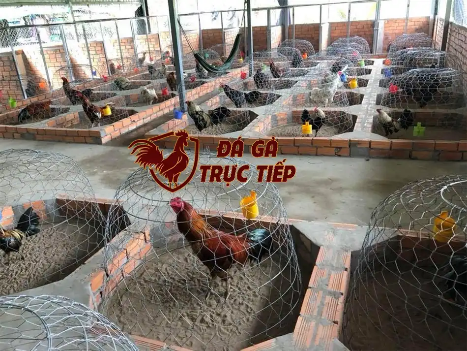 hfdx Tạo ra lợi nhuận từ mô hình trang trại gà đá 