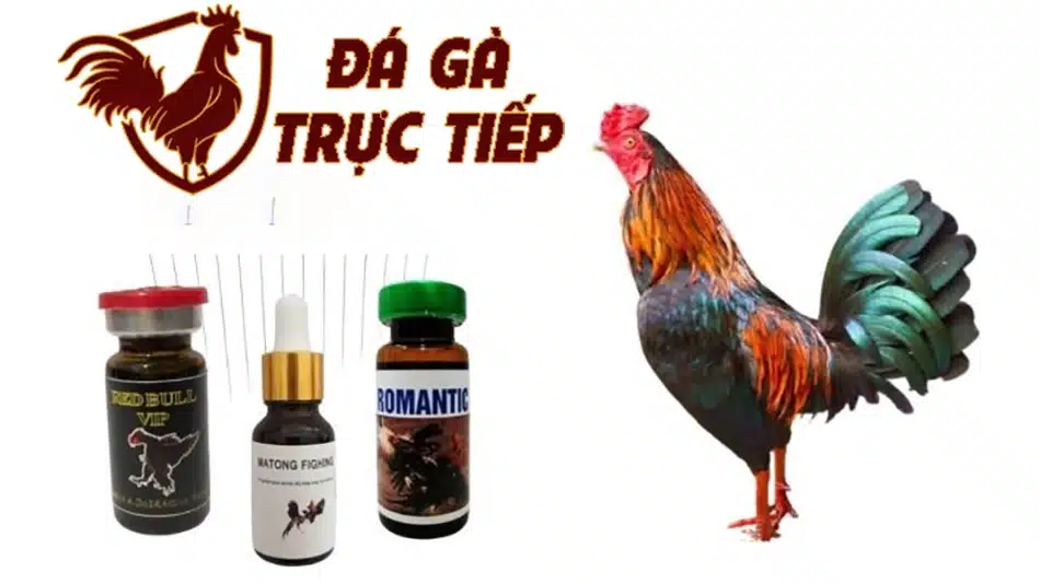 các Top loại thuốc nuôi gà đá tốt nhất hiện nay