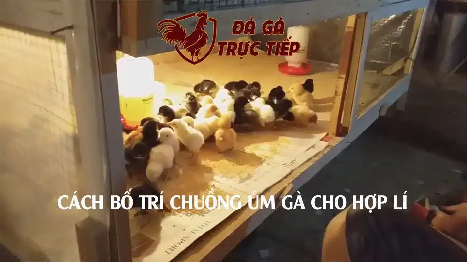 Cách thức bố trí chuồng úm gà