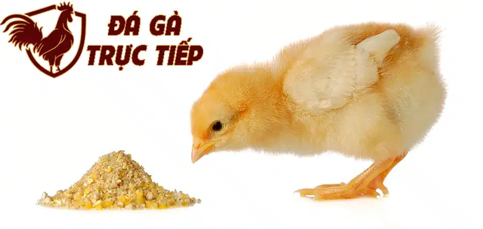 các Chế Độ Dinh Dưỡng Cho Gà Đá Con hfdx