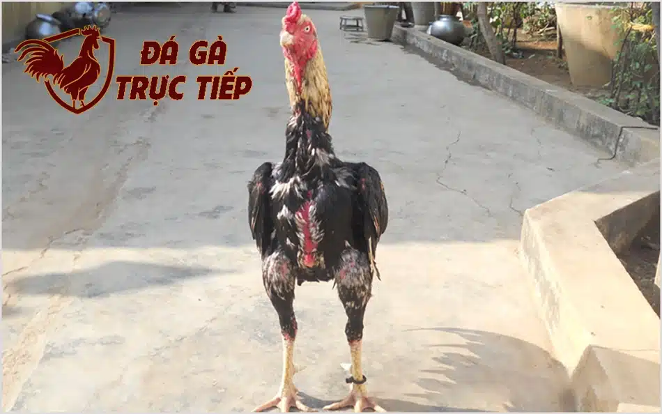 hfdx Gà chọi chân tròn vảy mỏng có phải di truyền? 