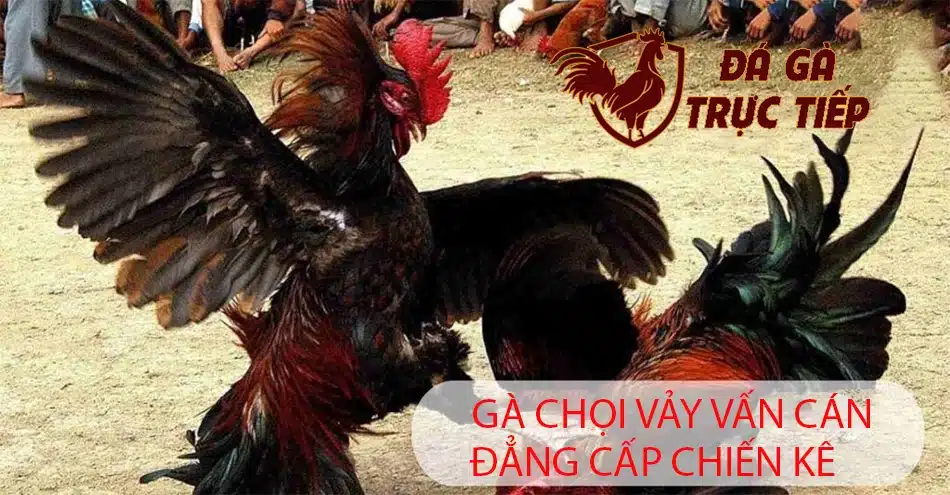 Gà chọi vảy Vấn Cán là 1 chiến kê đẳng cấp
