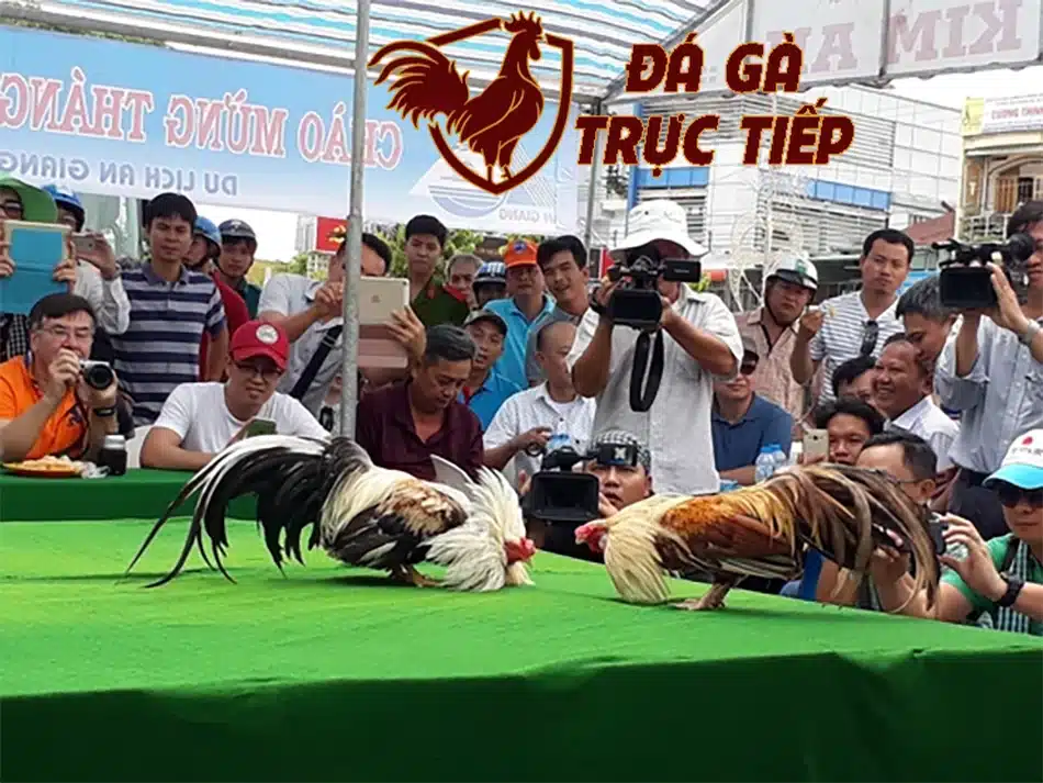 Săn lùng gà chọi vảy Vấn Cán