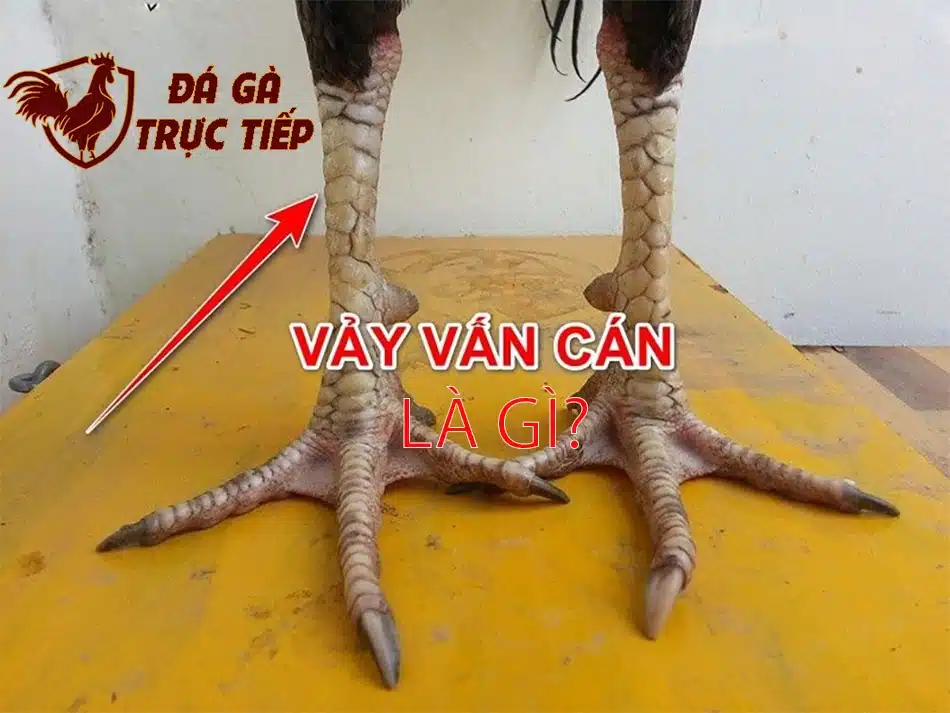 Vảy Vấn Cán và đặc điểm nhận dạng