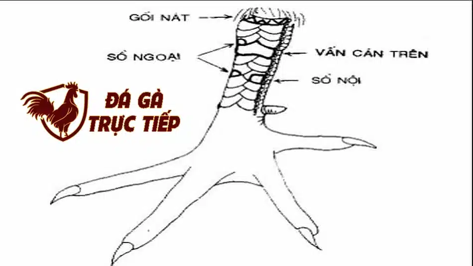 Xem vảy Vấn Cán ở gà chọi