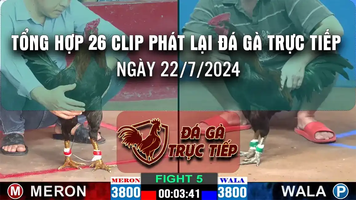 Tổng hợp 26 clip phát lại đá gà trực tiếp ngày 22/7/2024