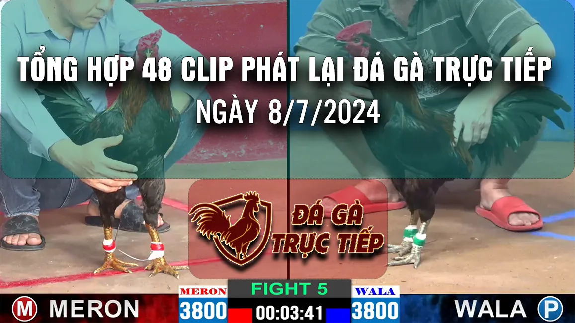 Tổng hợp 48 clip phát lại đá gà trực tiếp ngày 8/7/2024